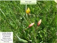 La tulipe australe. Image 1