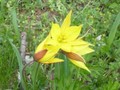 La tulipe australe. Image 1